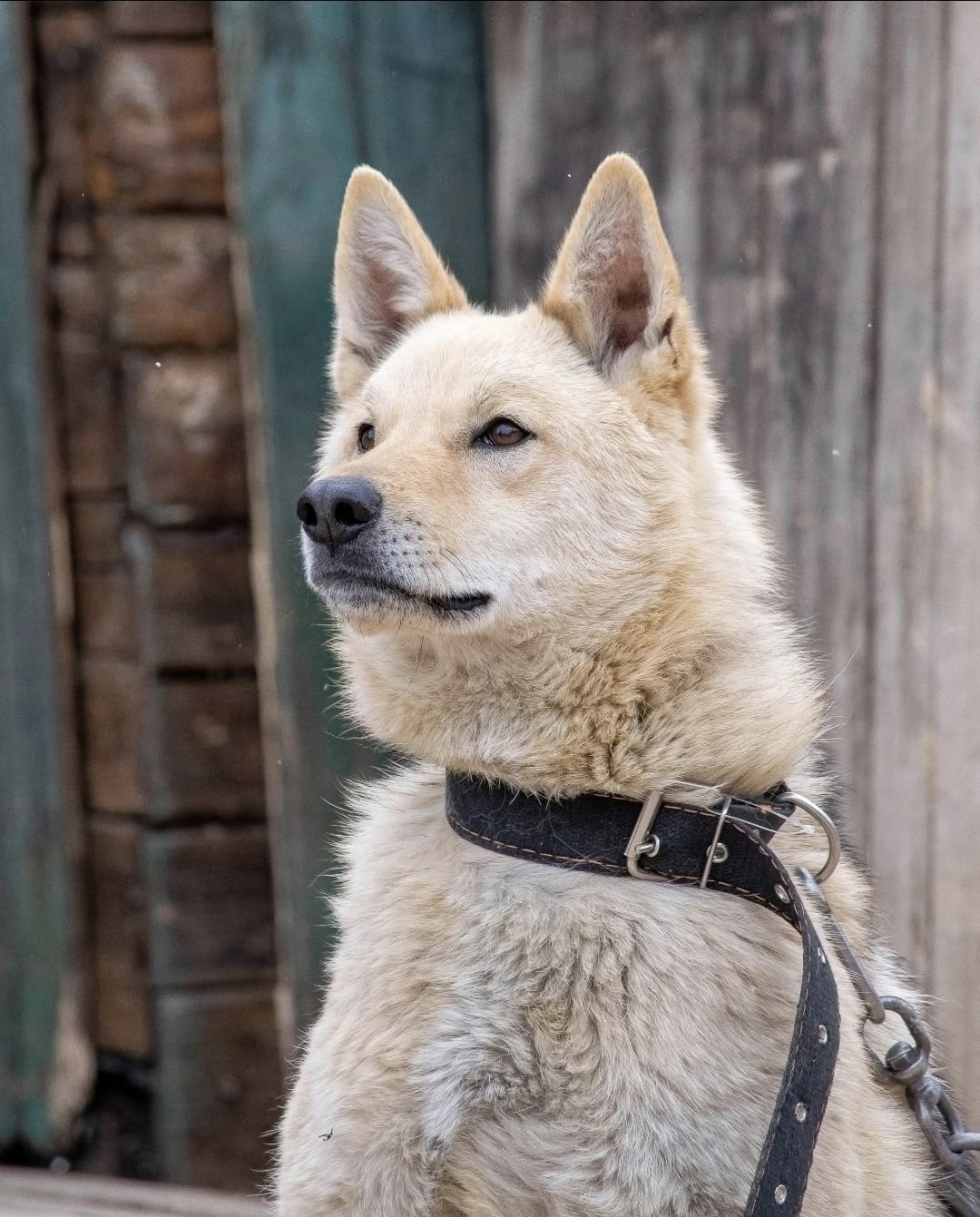 Найдена собака в Вологде — фото объявления
