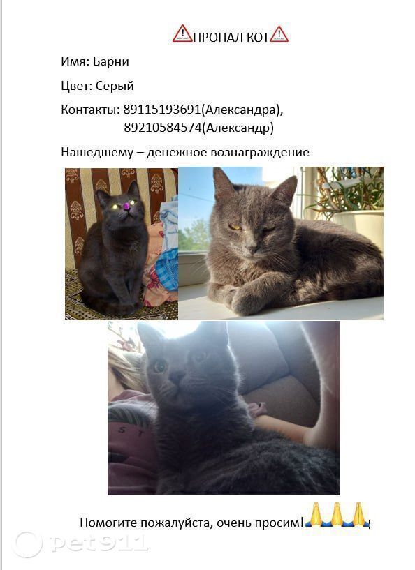 Пропала кошка в Вологде — фото объявления