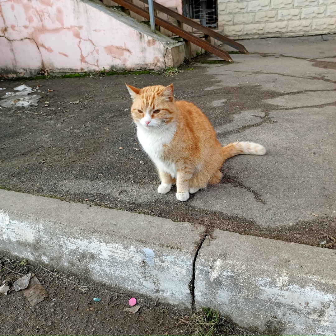 Пропала кошка в Вологде — фото объявления