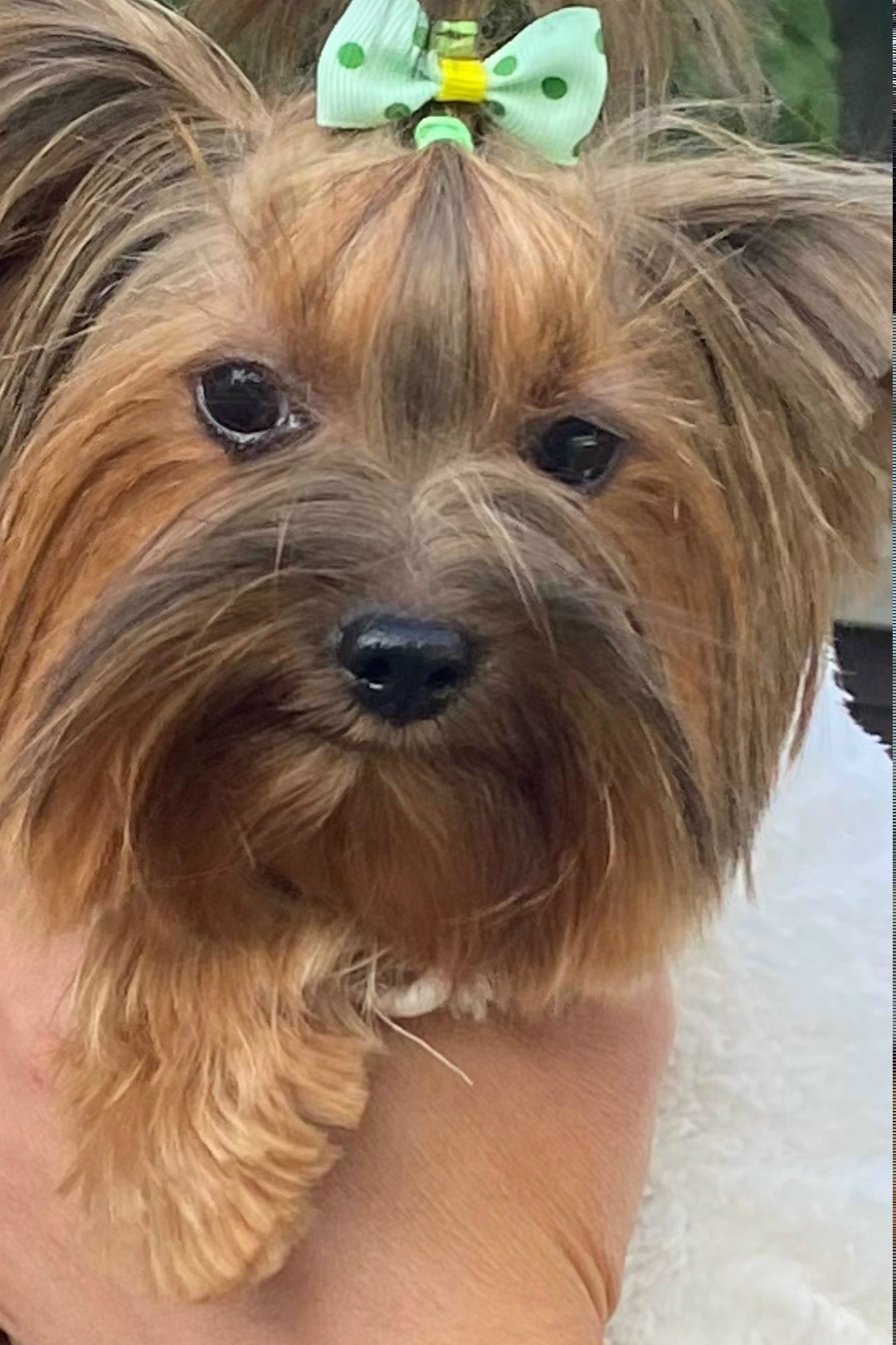 Пропала собака в Вологде — фото объявления