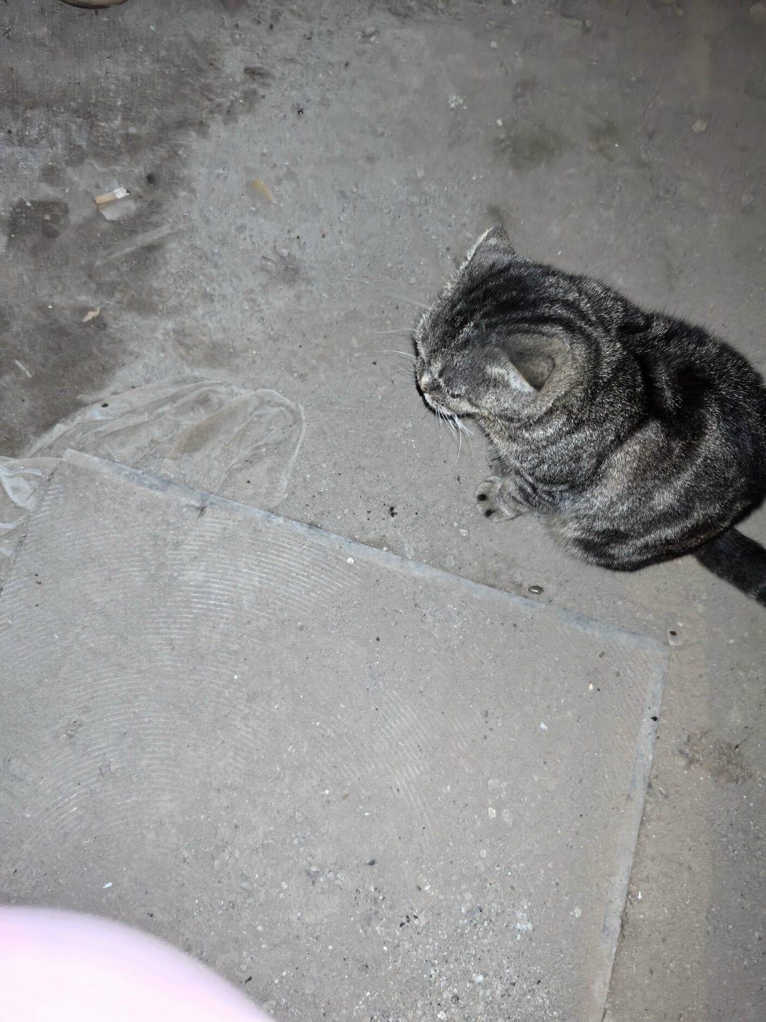 Найдена кошка в Вологде — фото объявления