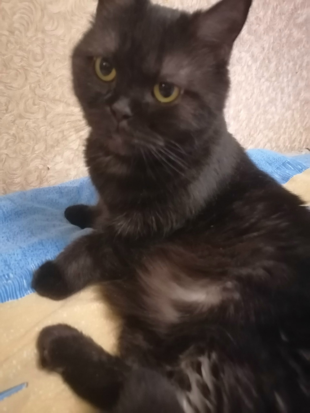 Найдена кошка в Вологде — фото объявления