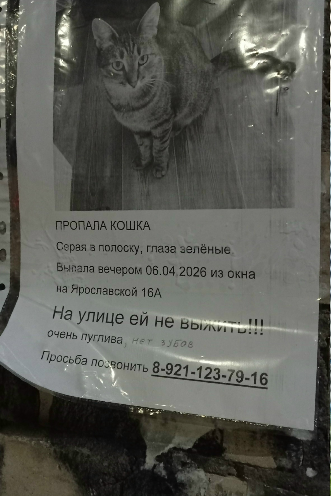 Пропала кошка в Вологде — фото объявления