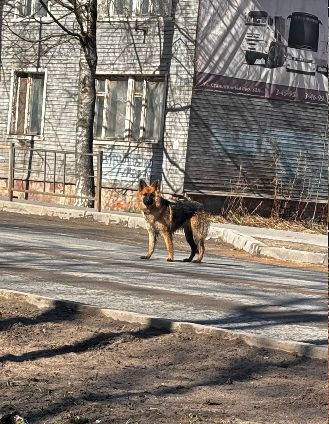 Пропала собака в Вологде — фото объявления