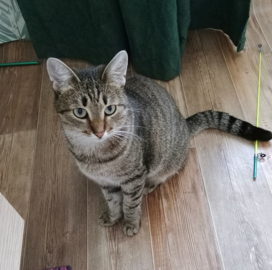 Пропала кошка в Вологде — фото объявления