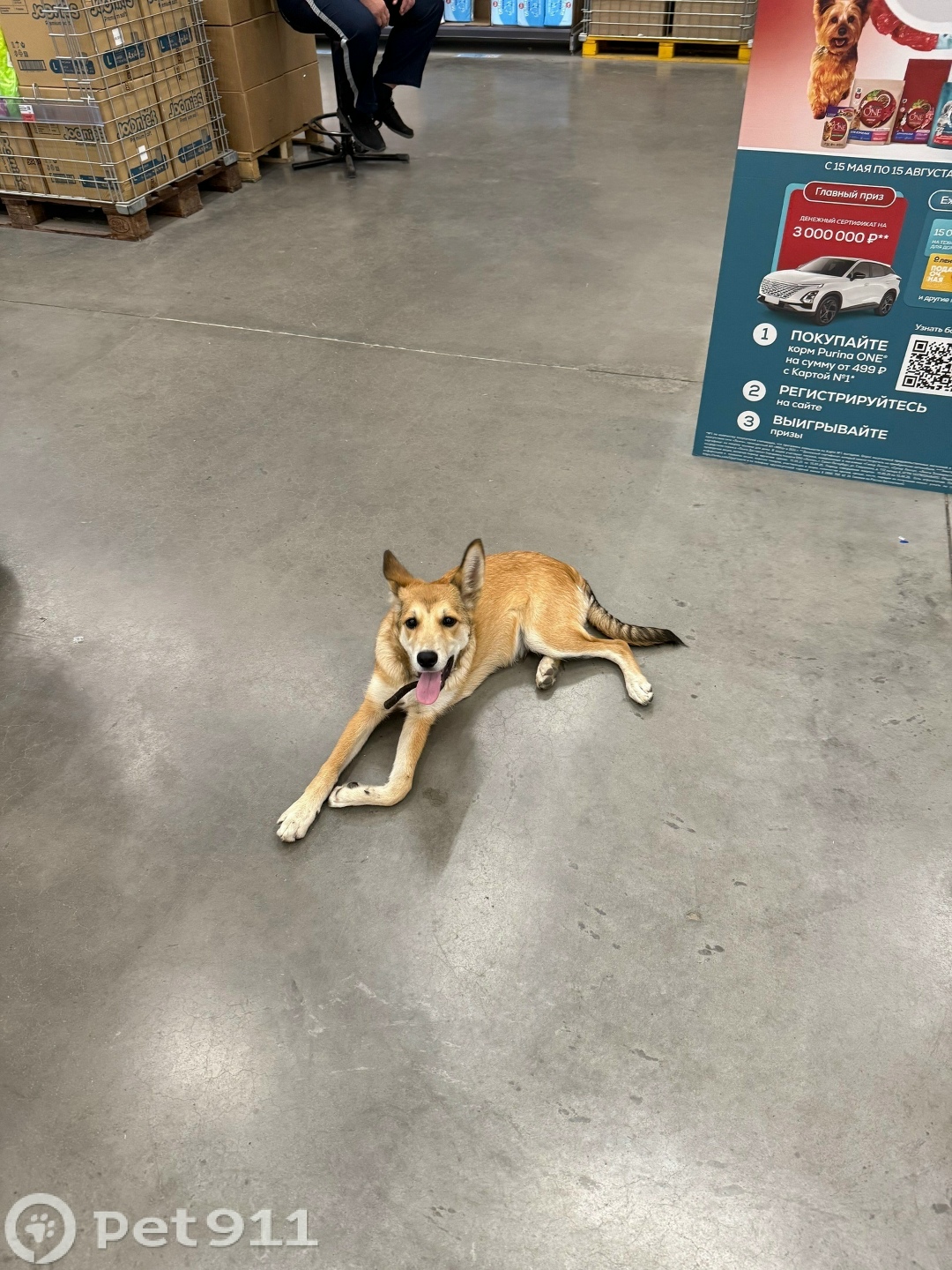 Найдена собака в Вологде — фото объявления