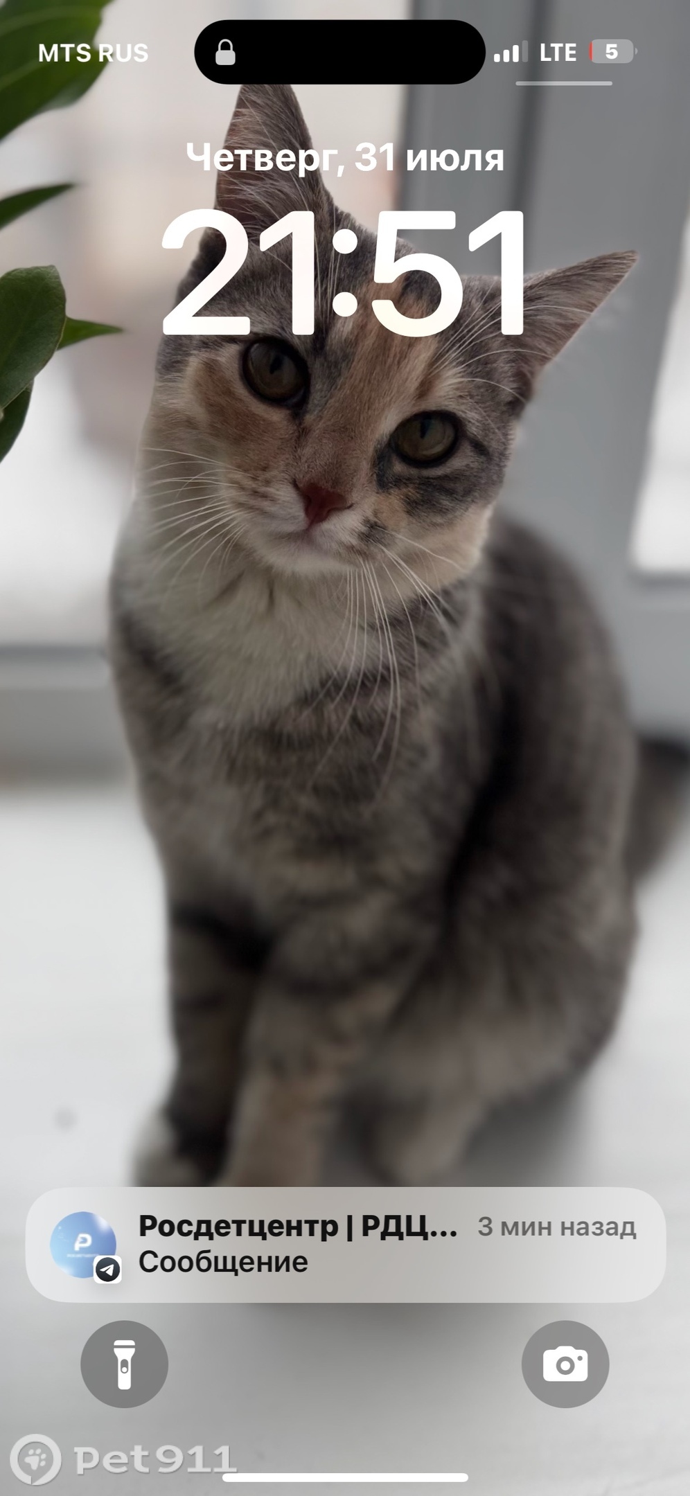 Пропала кошка в Вологде — фото объявления