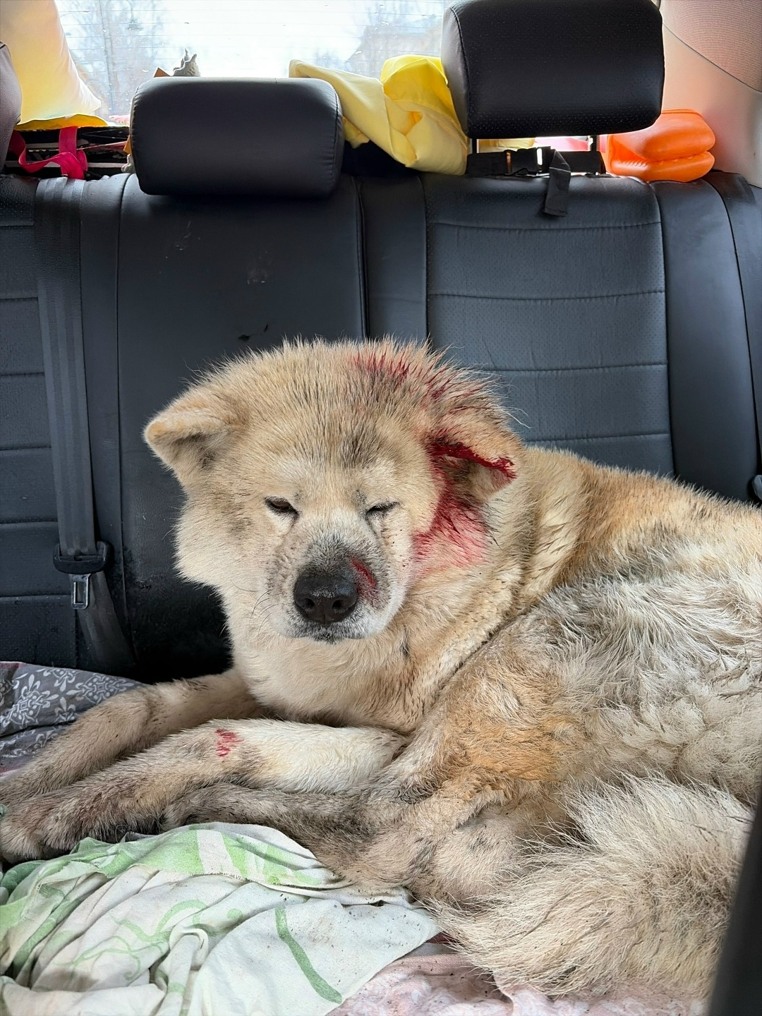 Пропала собака в Вологде — фото объявления