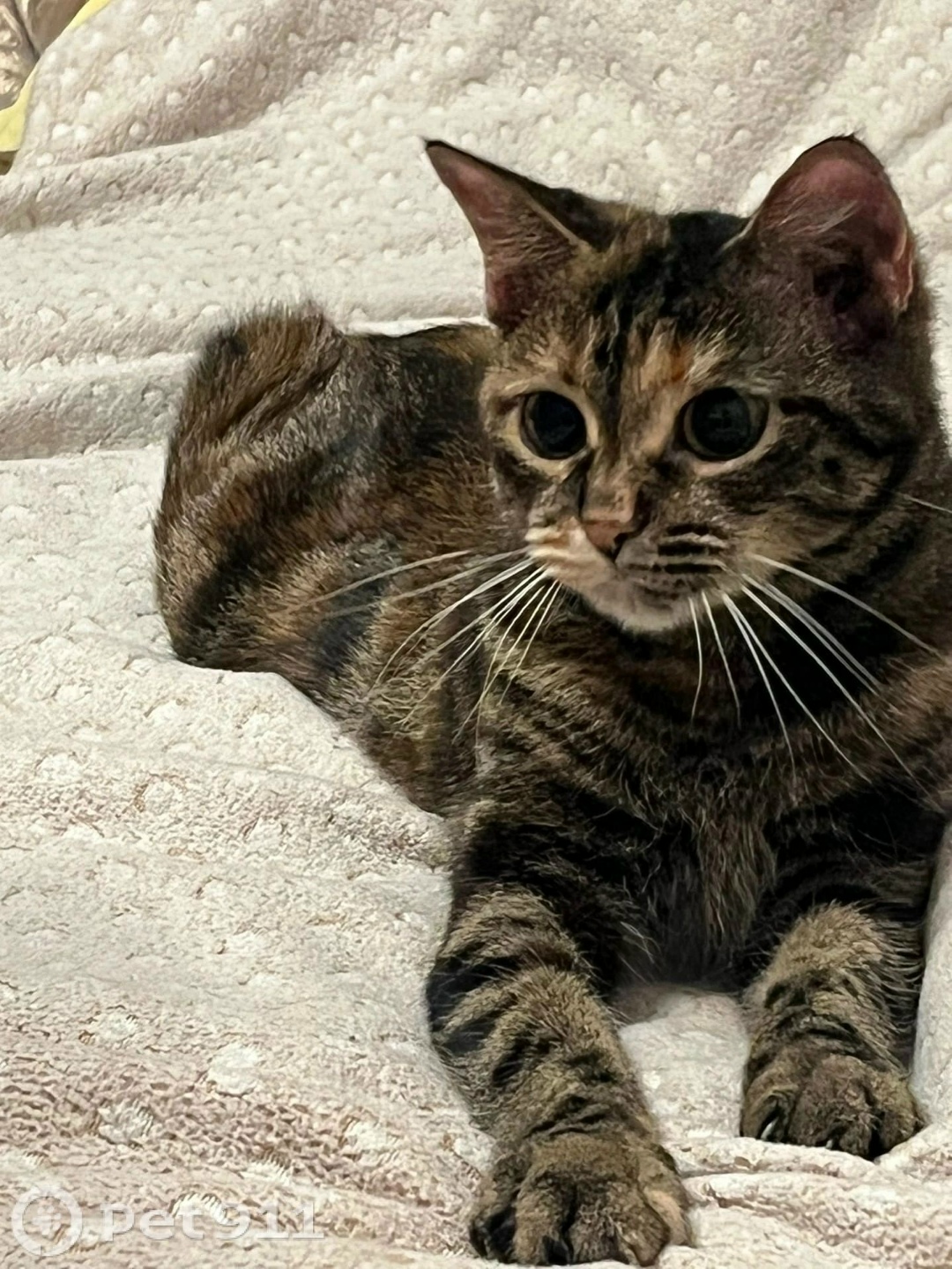 Пропала кошка в Вологде — фото объявления