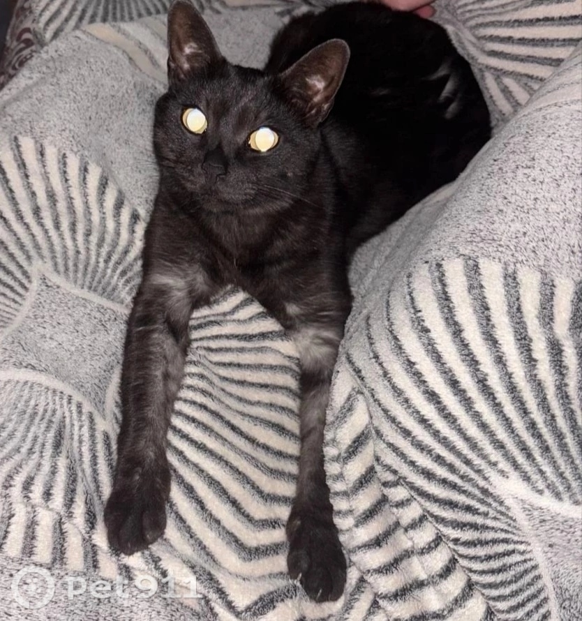 Пропала кошка в Вологде — фото объявления