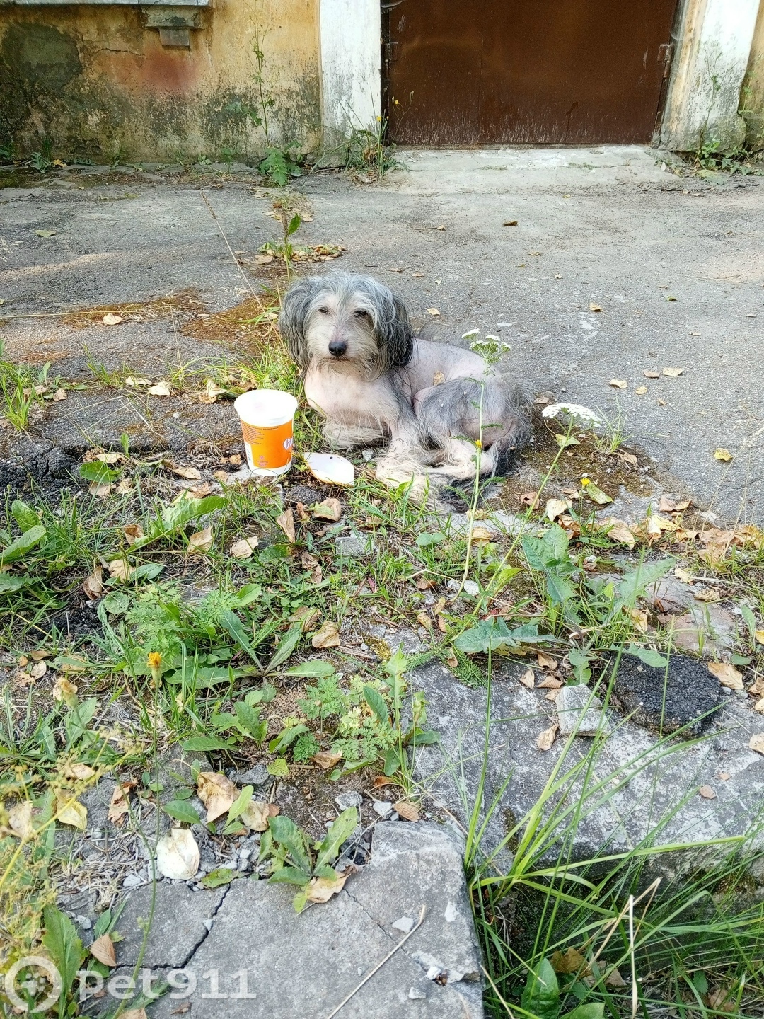Найдена собака в Вологде — фото объявления