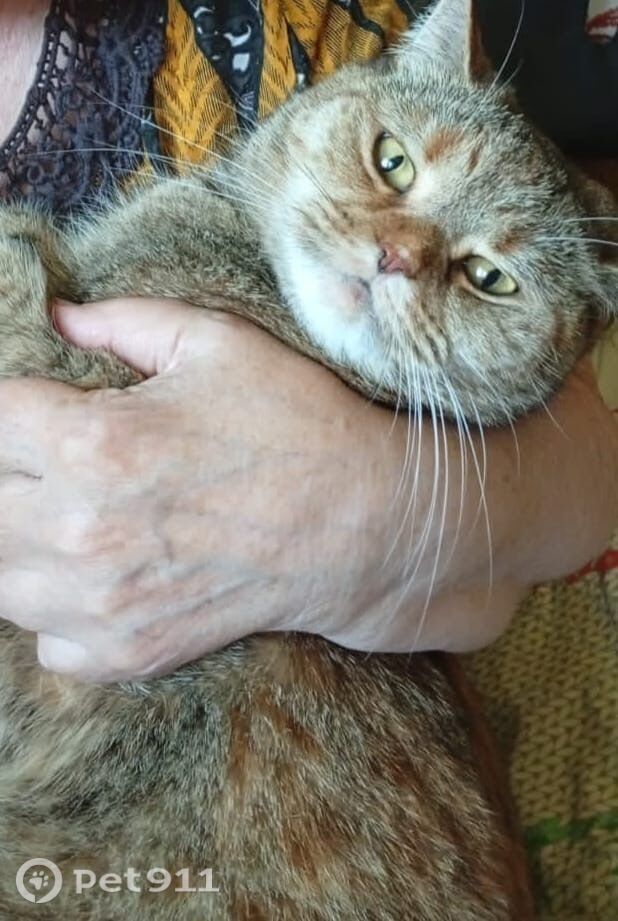 Пропала кошка в Вологде — фото объявления