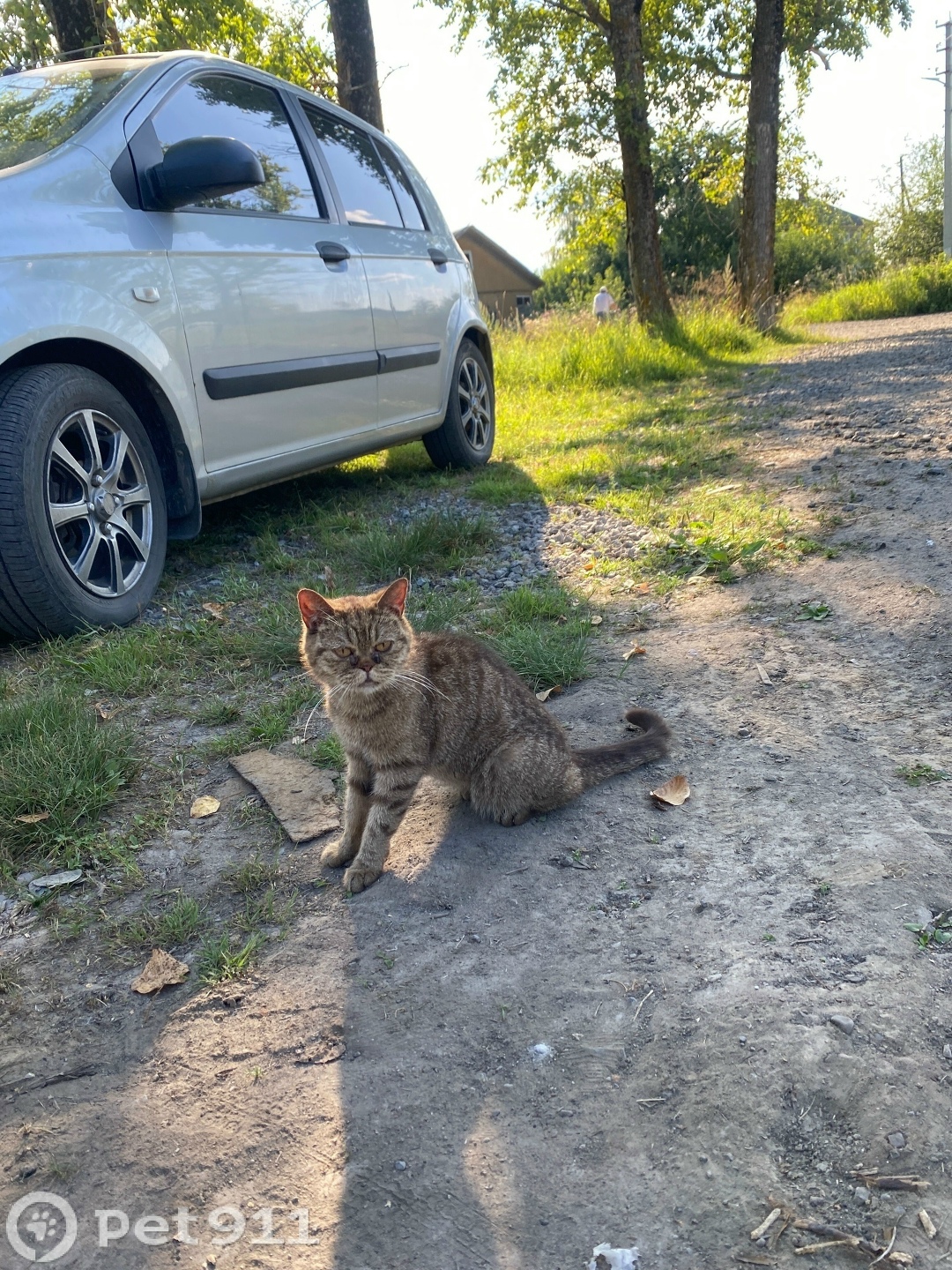 Найдена кошка в Вологде — фото объявления