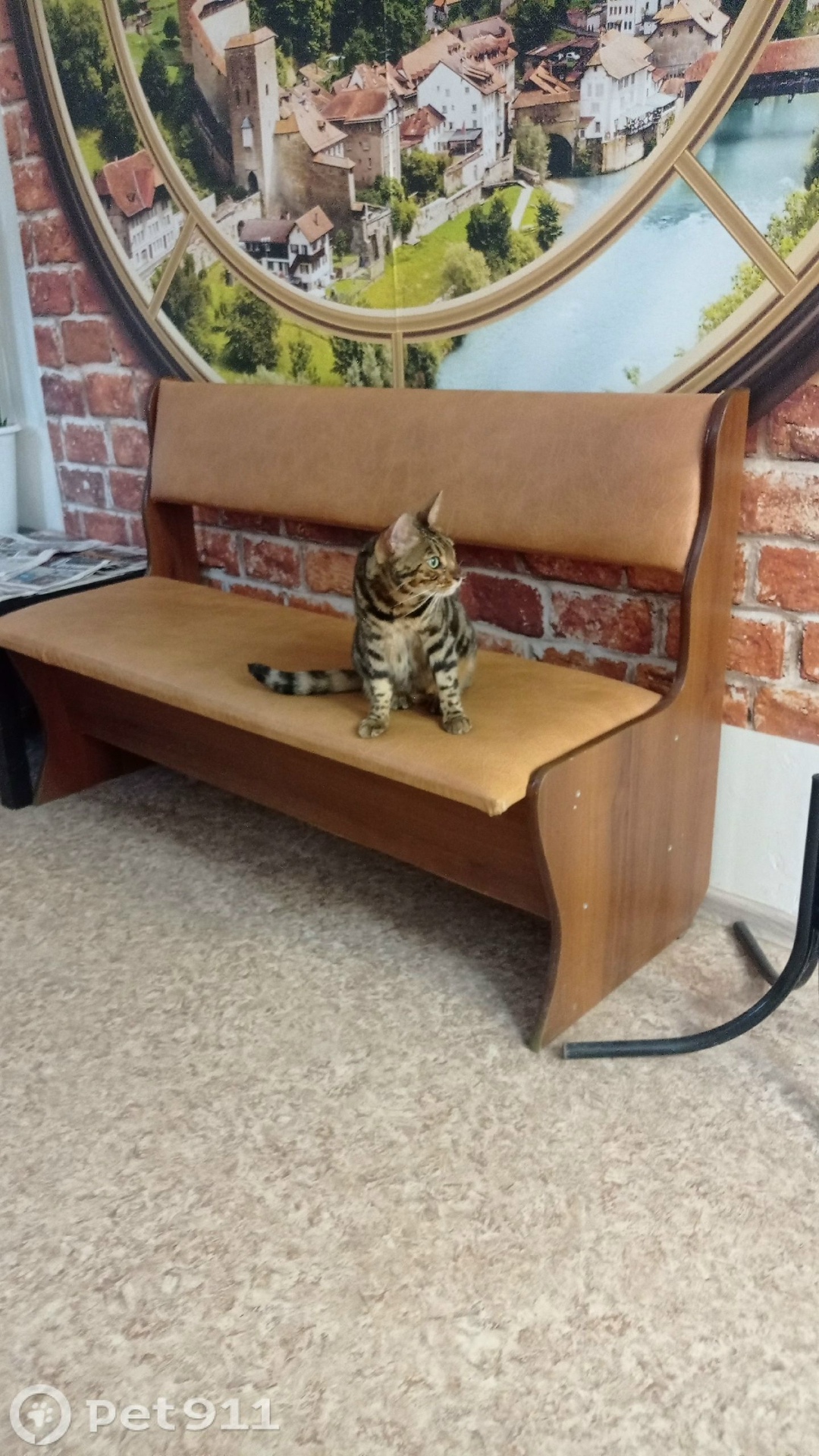 Найдена кошка в Вологде — фото объявления