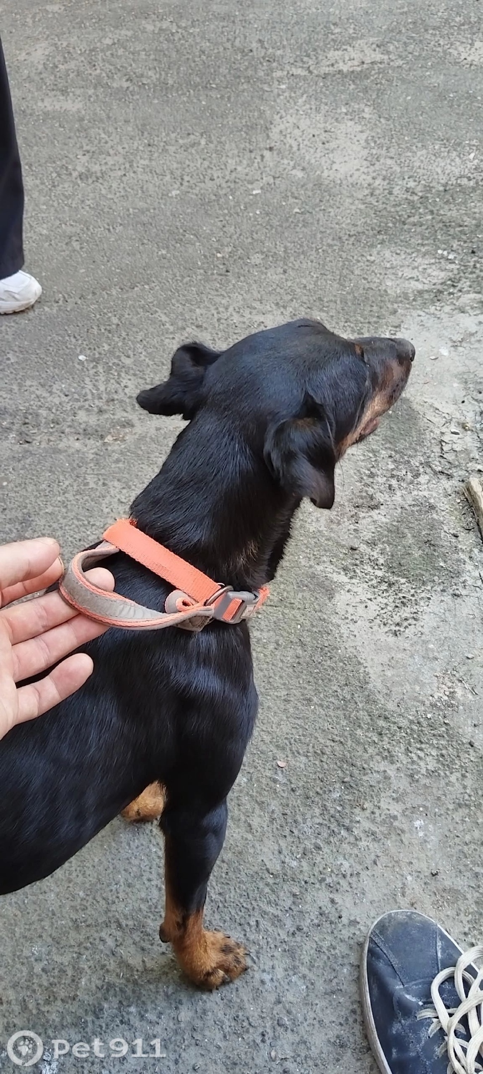 Найдена собака в Вологде — фото объявления