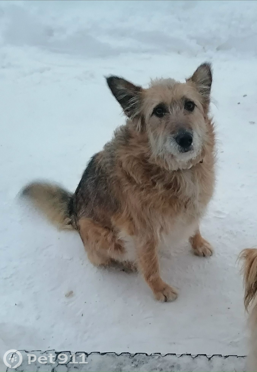 Пропала собака в Вологде — фото объявления