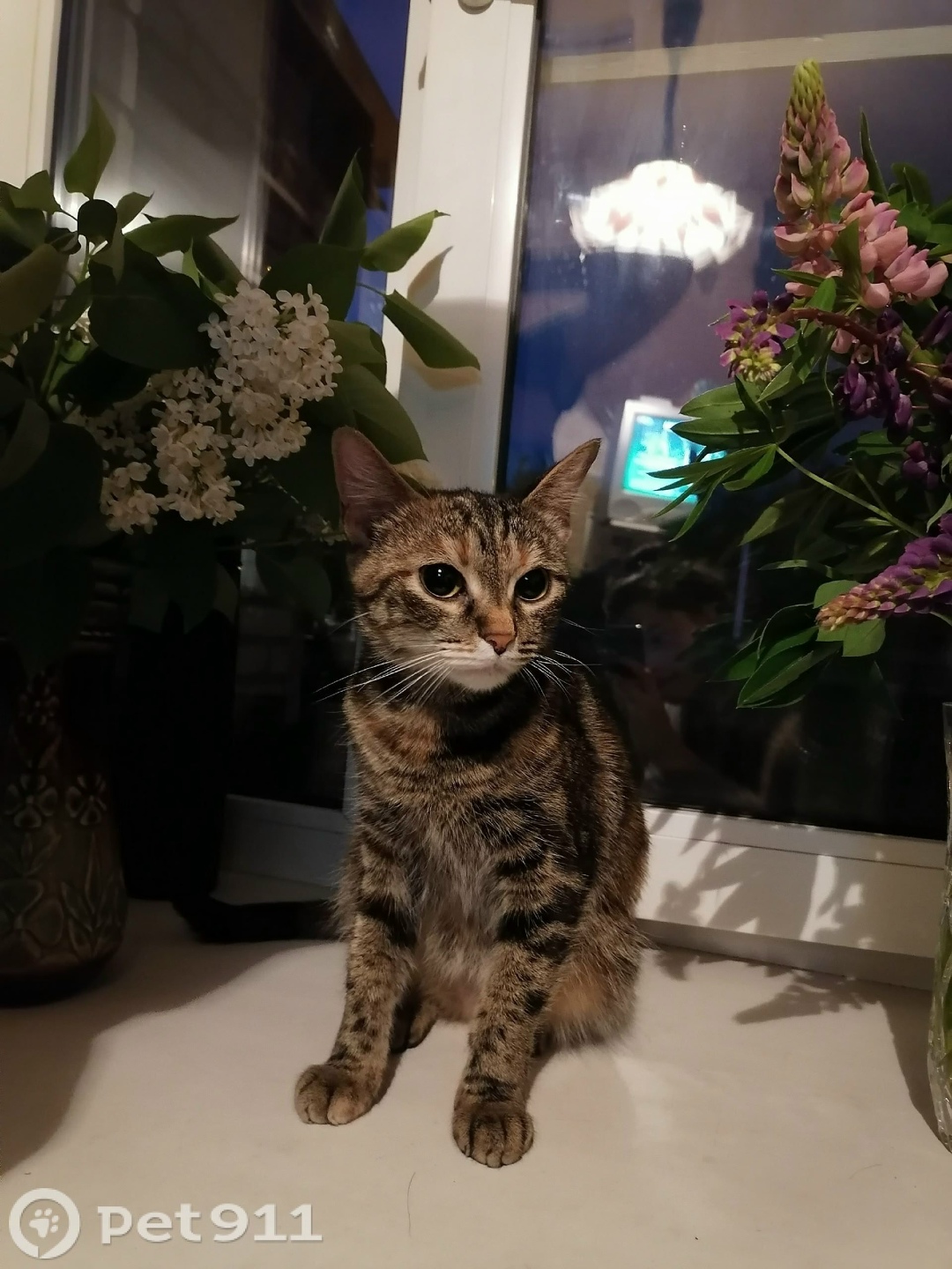 Пропала кошка в Вологде — фото объявления