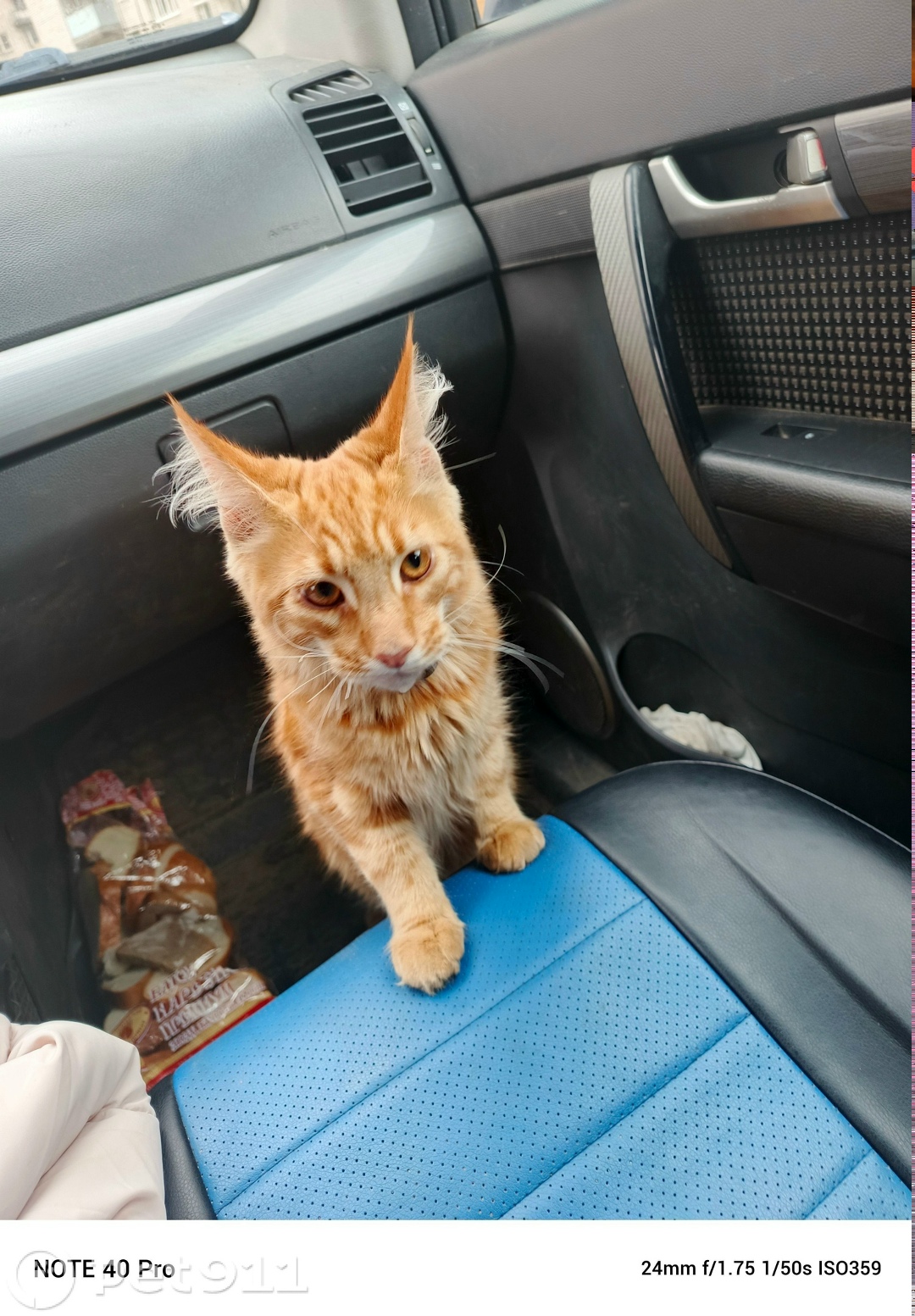 Пропала кошка в Вологде — фото объявления