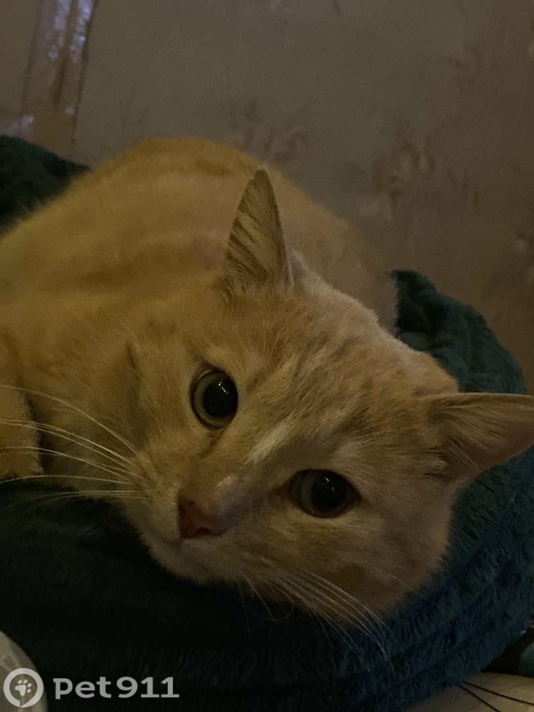 Пропала кошка в Вологде — фото объявления