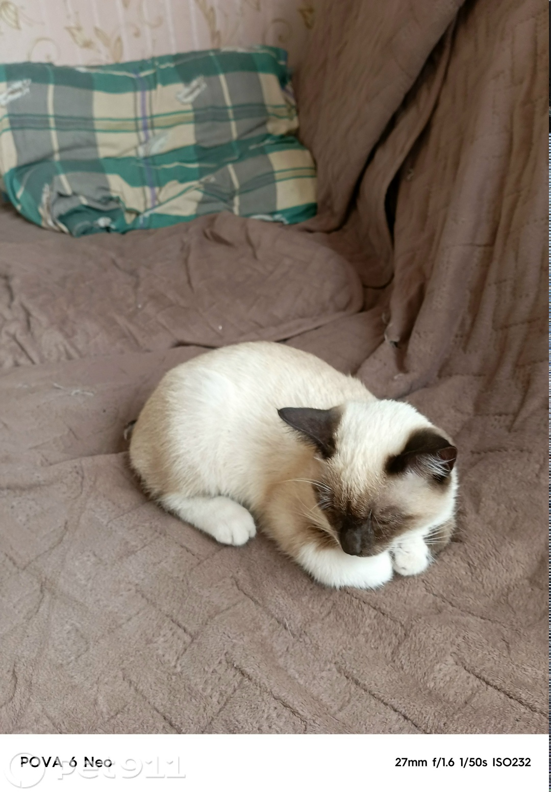 Пропала кошка в Вологде — фото объявления