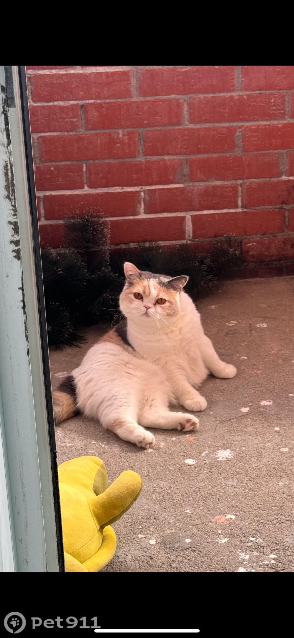 Пропала кошка в Вологде — фото объявления