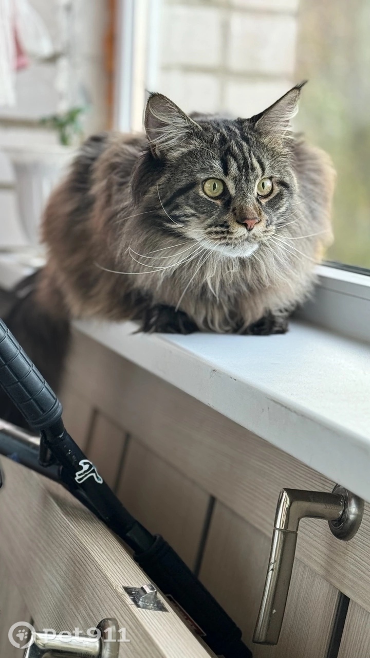 Пропала кошка в Вологде — фото объявления