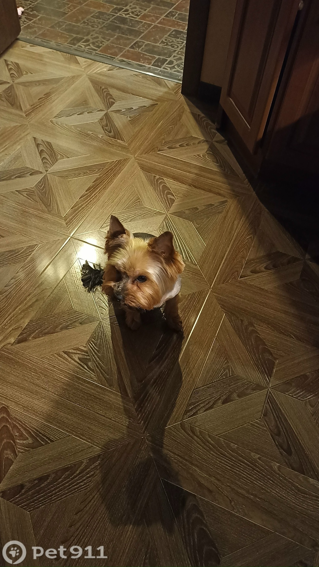 Пропала собака в Вологде — фото объявления