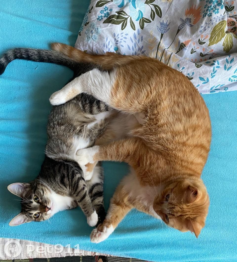 Пропала кошка в Вологде — фото объявления