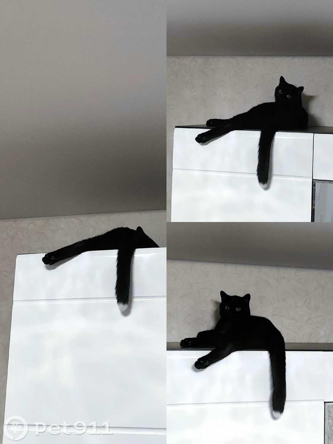 Пропала кошка в Вологде — фото объявления