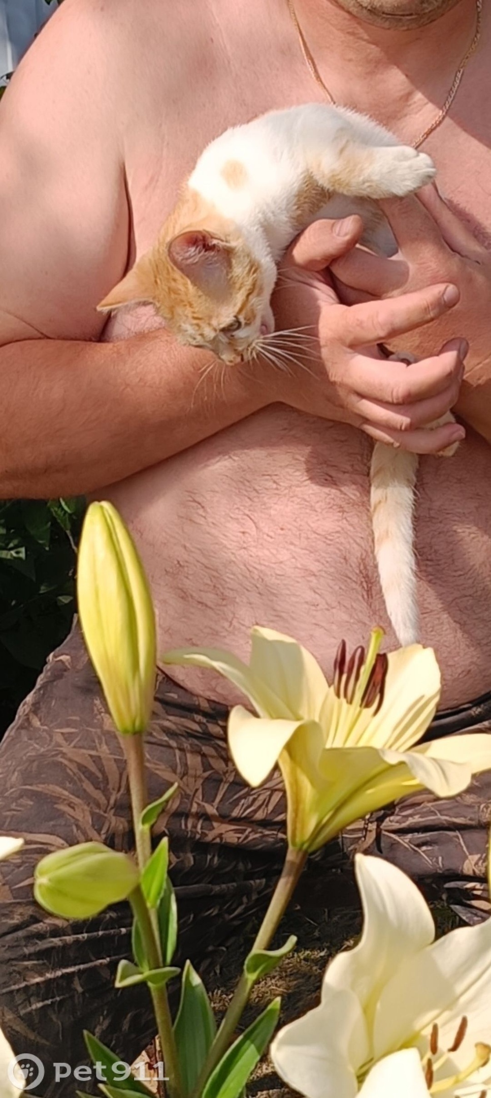 Пропала кошка в Вологде — фото объявления