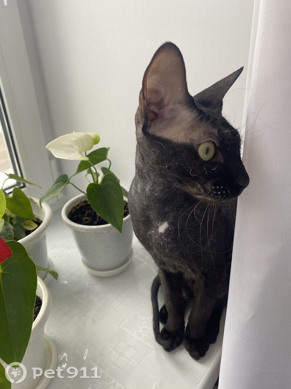 Пропала кошка в Вологде — фото объявления