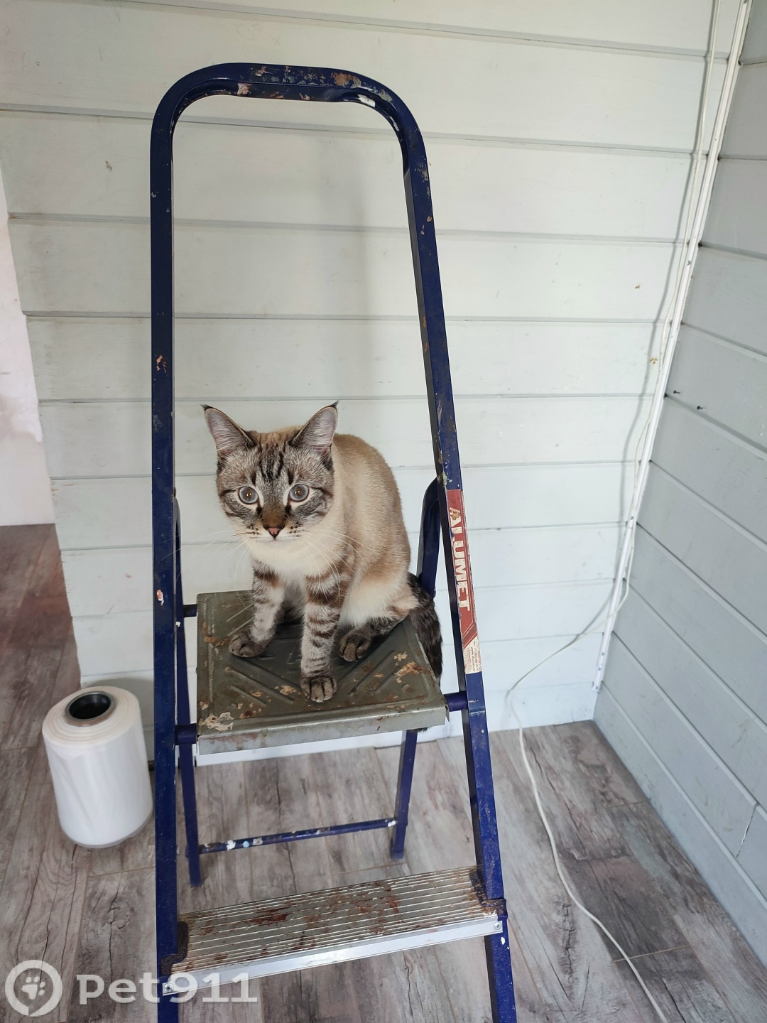 Пропала кошка в Вологде — фото объявления