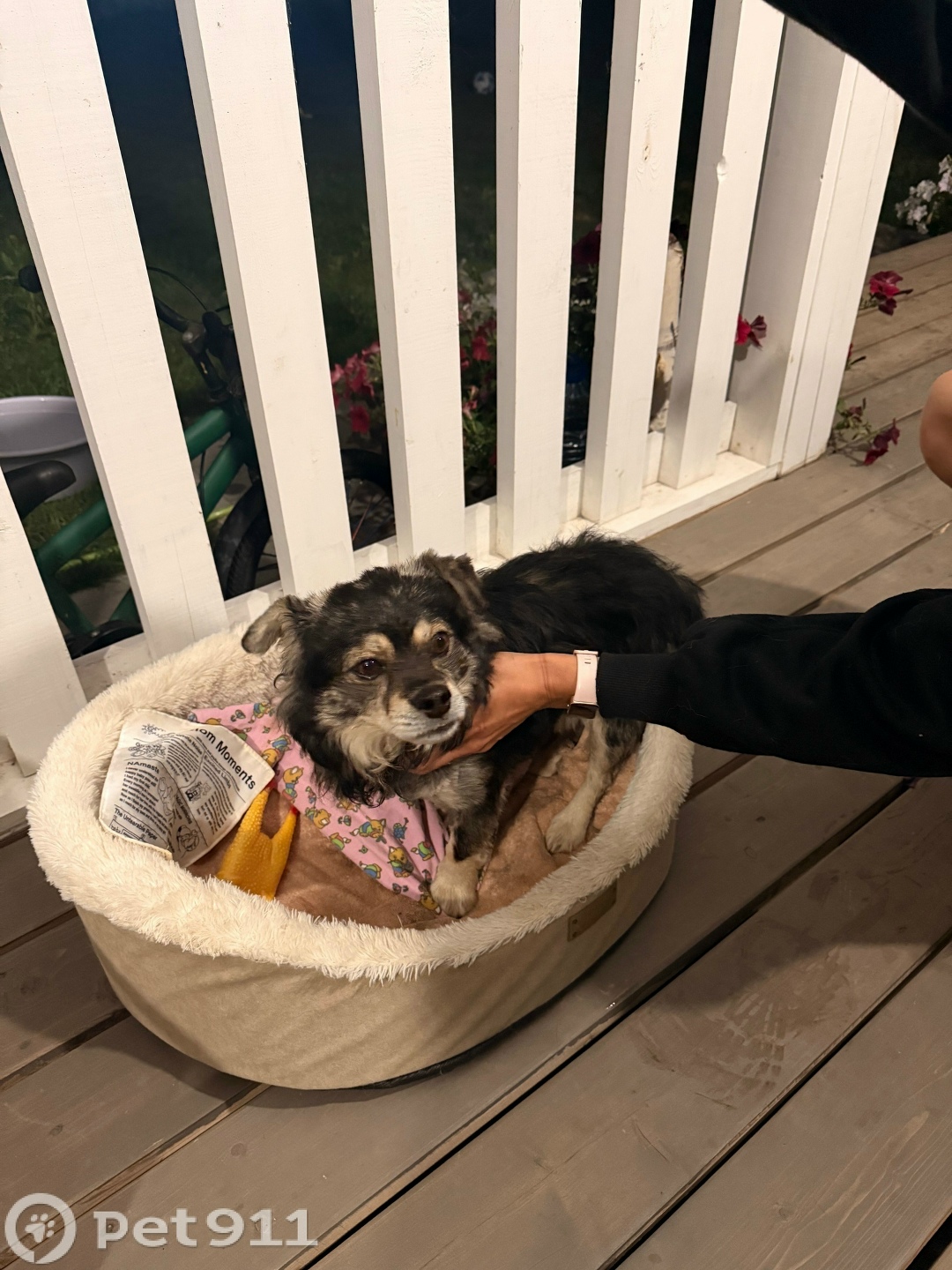 Найдена собака в Вологде — фото объявления