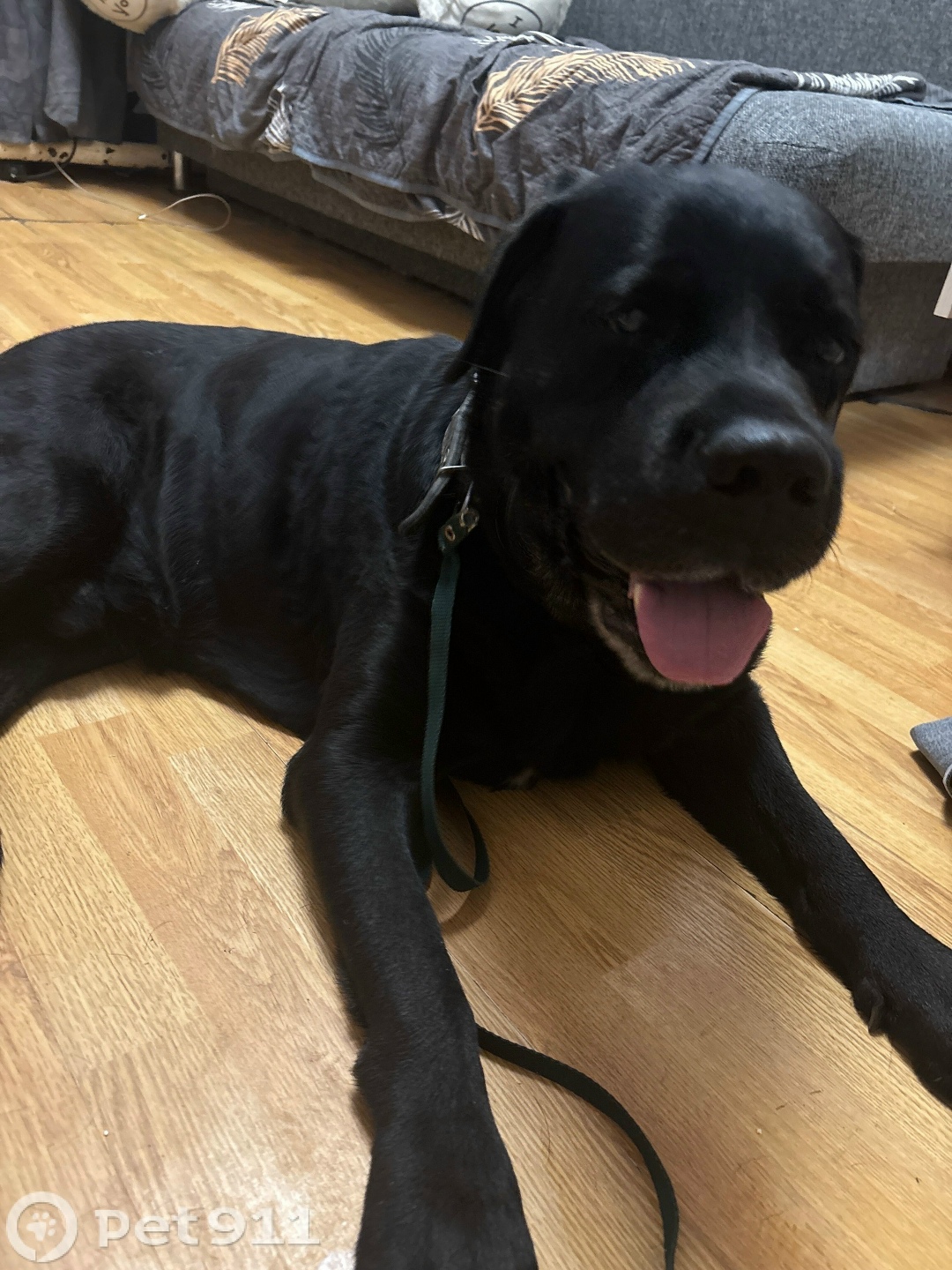 Найдена собака в Вологде — фото объявления