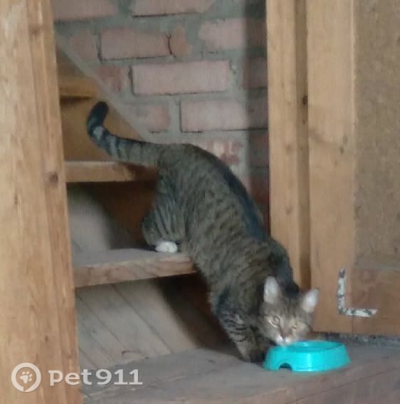 Найдена кошка в Вологде — фото объявления