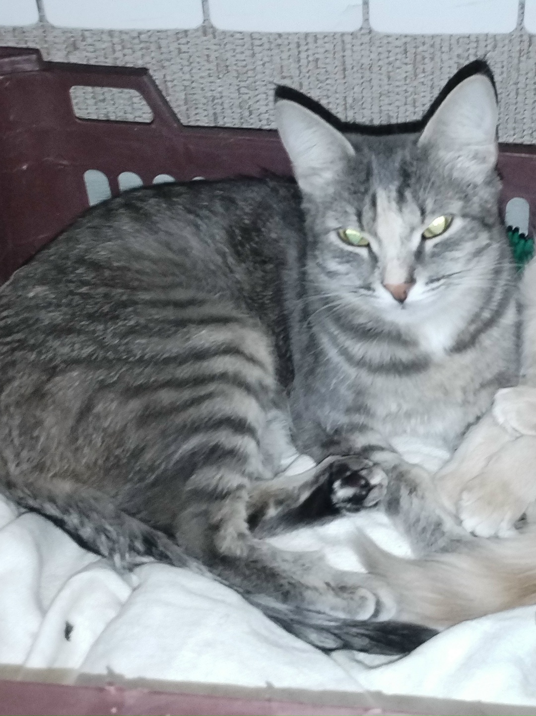 Пропала кошка в Вологде — фото объявления