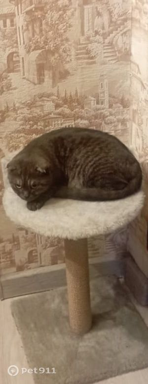 Пропала кошка в Вологде — фото объявления