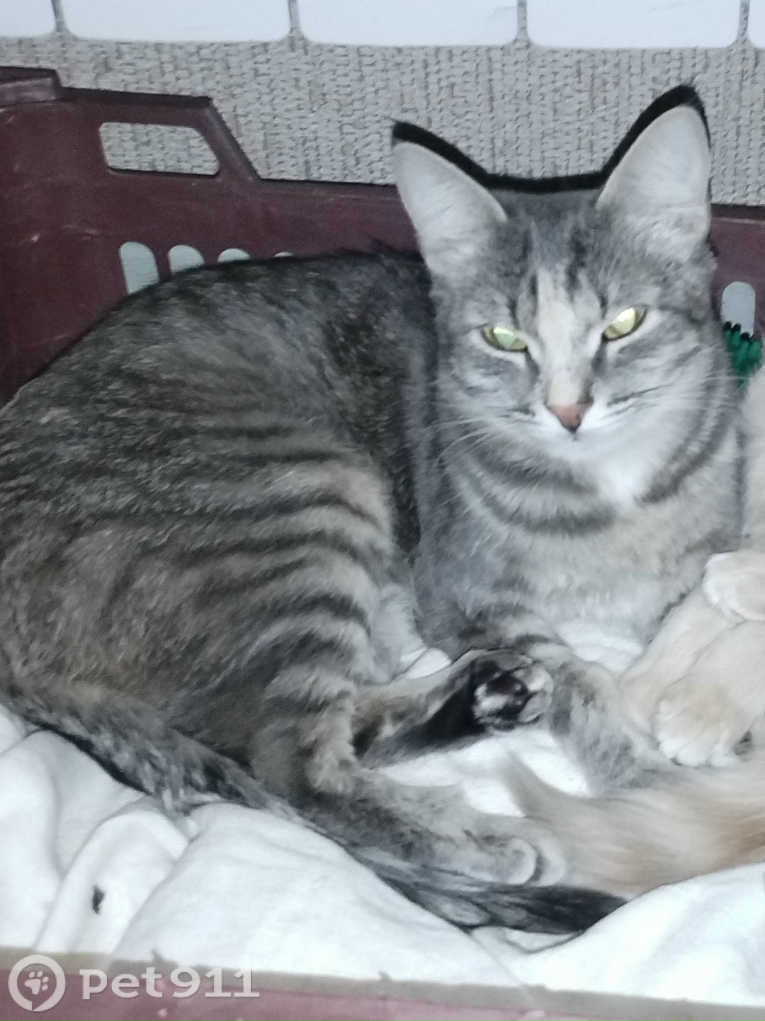 Пропала кошка в Вологде — фото объявления