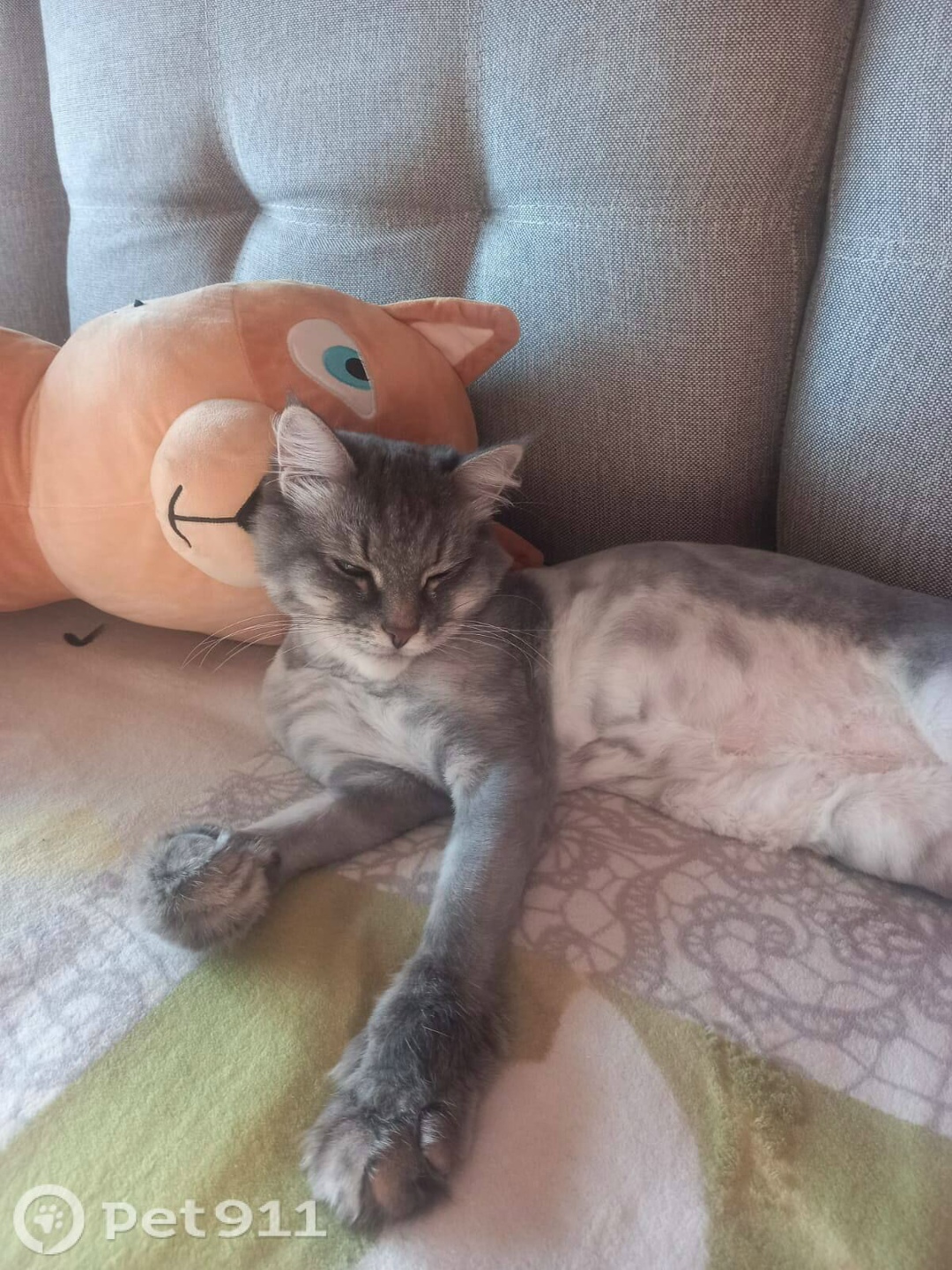 Пропала кошка в Вологде — фото объявления