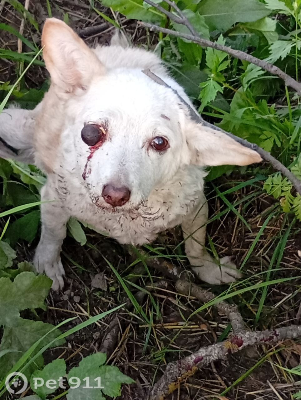 Найдена собака в Вологде — фото объявления