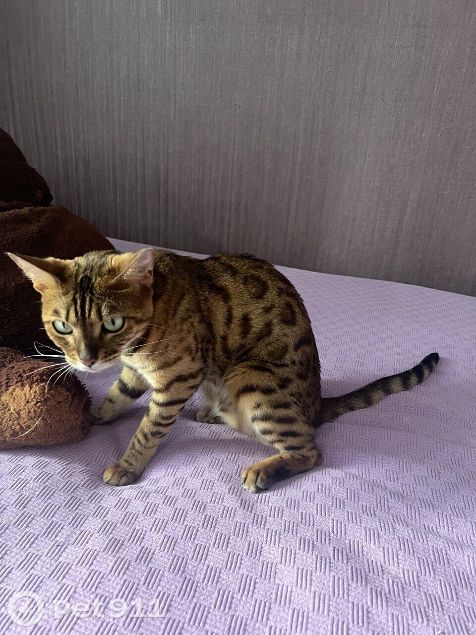 Пропала кошка в Вологде — фото объявления