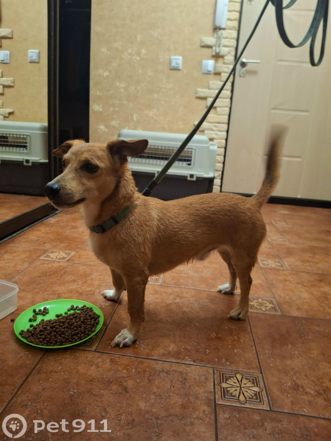 Найдена собака в Вологде — фото объявления