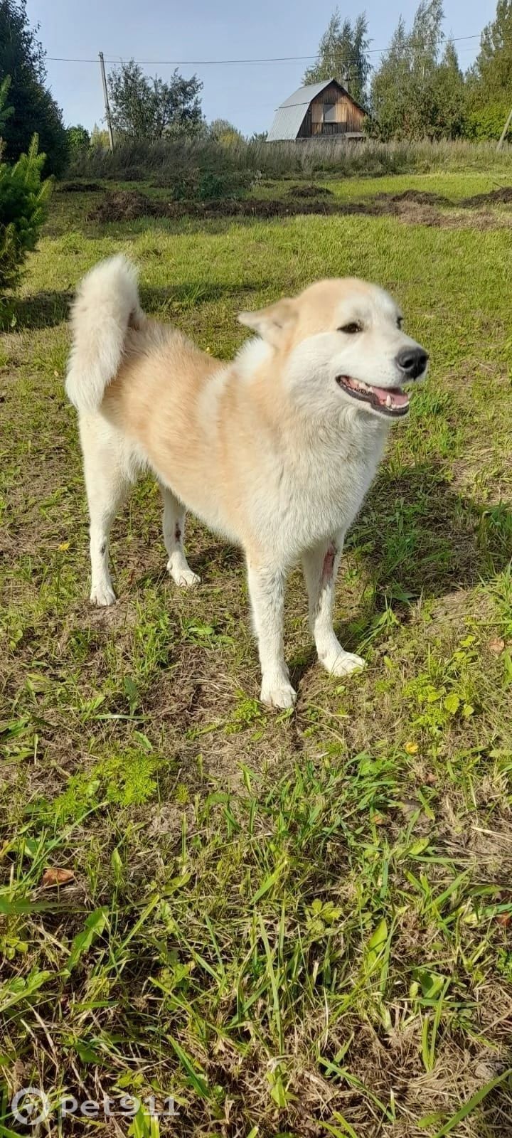 Пропала собака в Вологде — фото объявления
