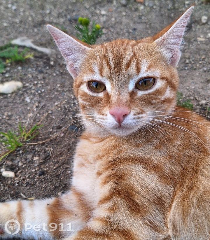 Пропала кошка в Вологде — фото объявления