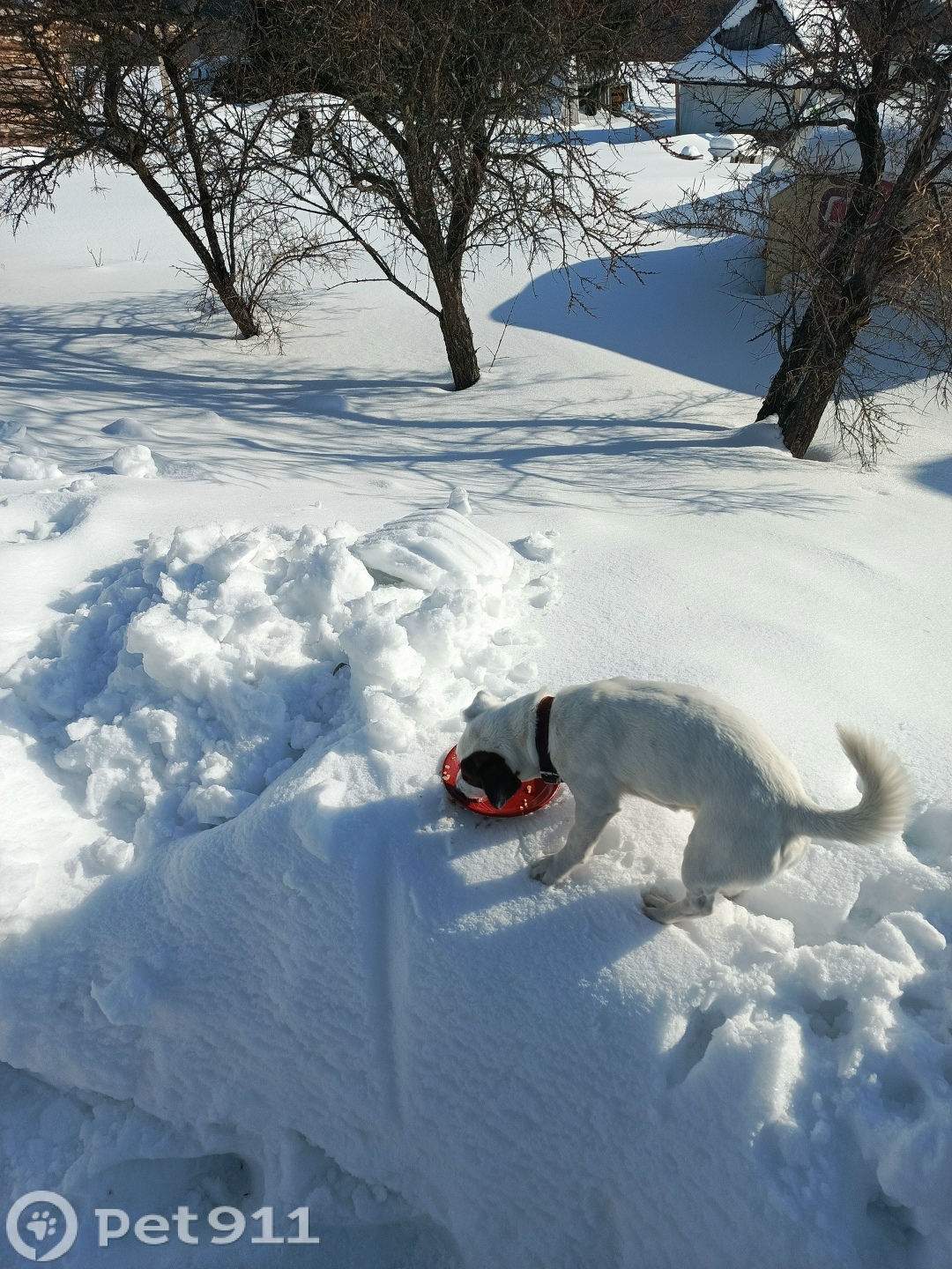 Пропала собака в Вологде — фото объявления