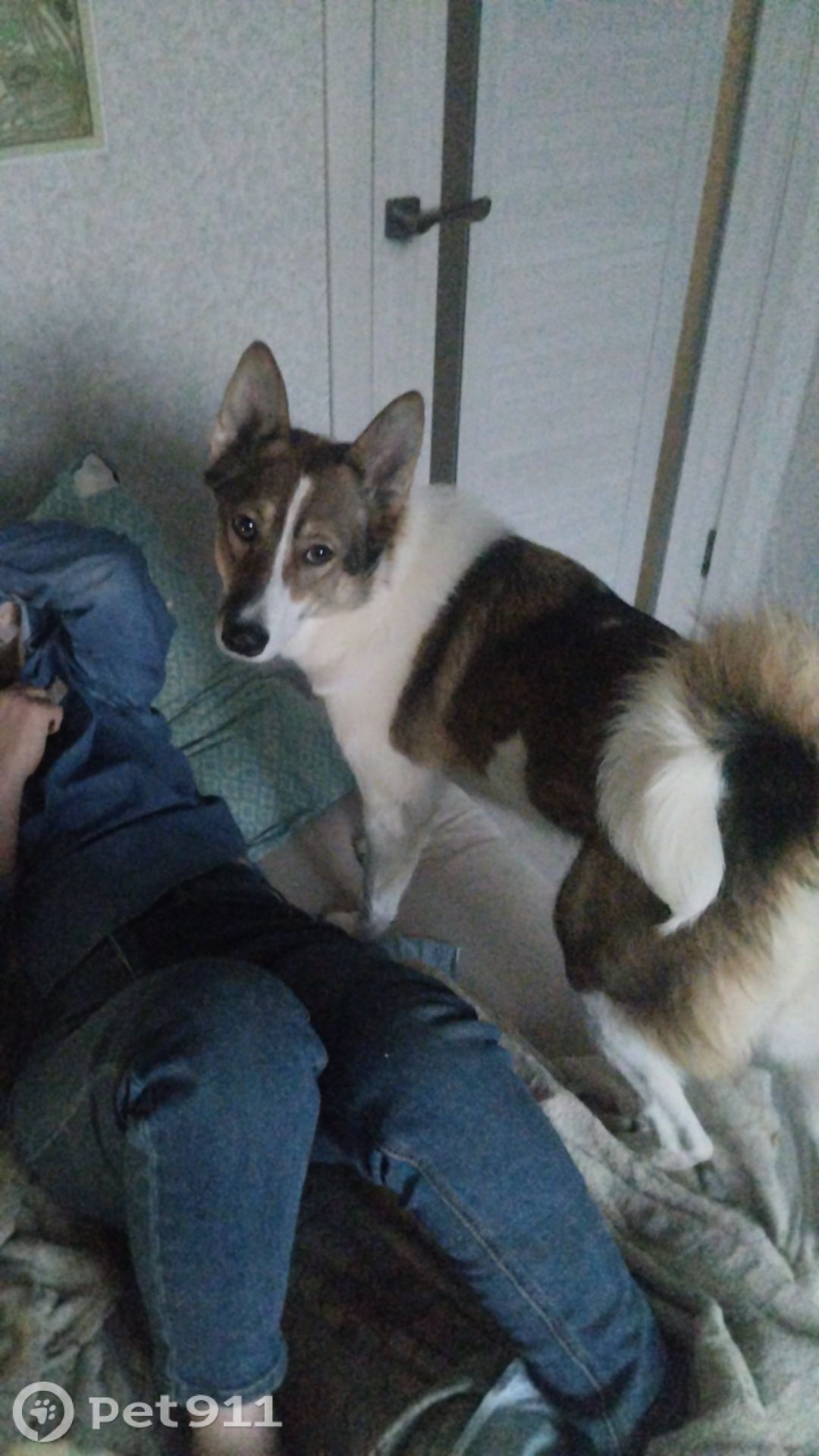 Пропала собака в Вологде — фото объявления