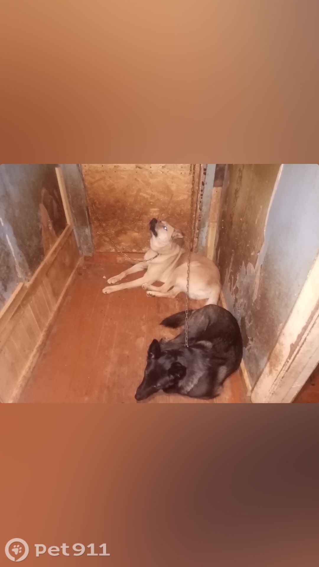 Пропала собака в Вологде — фото объявления