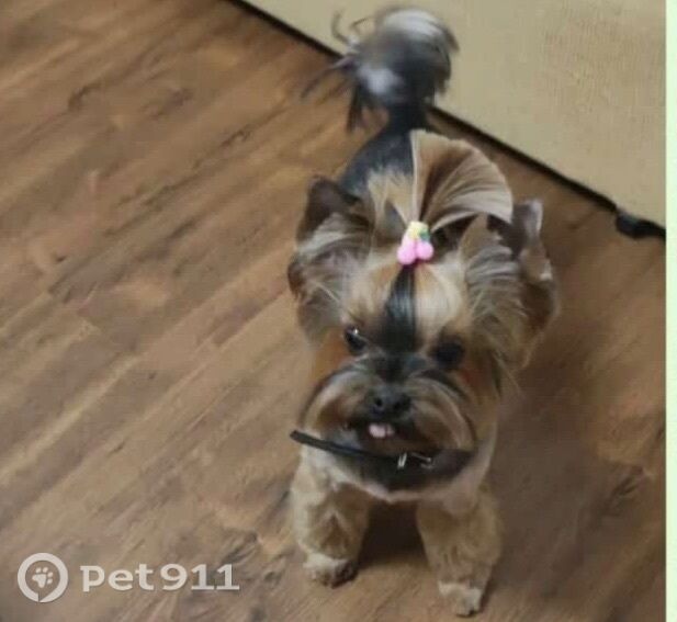 Пропала собака в Вологде — фото объявления