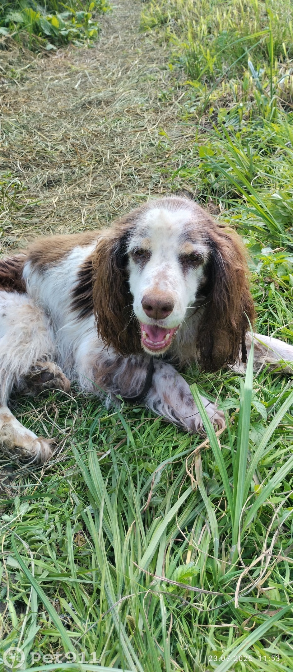 Найдена собака в Вологде — фото объявления