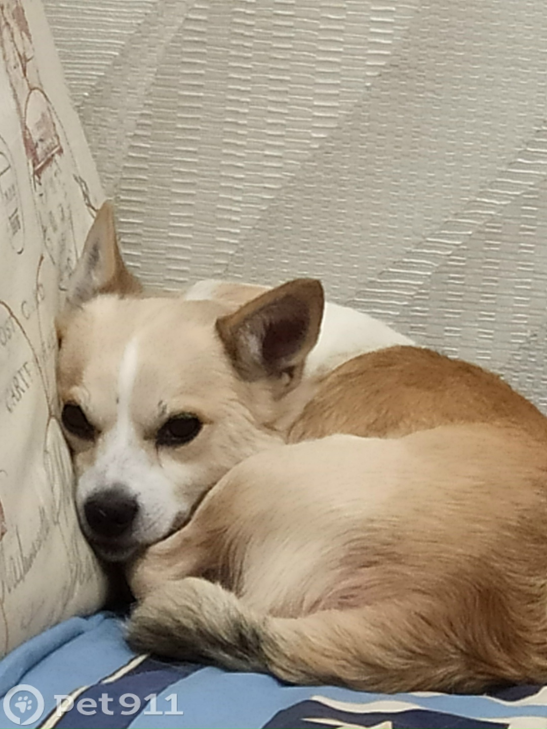 Пропала собака в Вологде — фото объявления